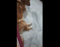 Kitten plays with dog on the floor