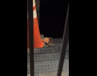 Rat with pizza climb stairs into darkness