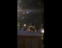 People watch raccoon on wall park night