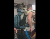 Husky sits inside mans blue backpack and hugs him from behind on subway train