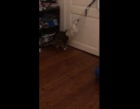 Cat gets back paw stuck on drawstring 