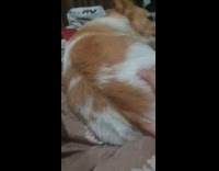 Dog gets sad when owner stops petting