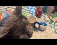 Cat licking air while being scratched