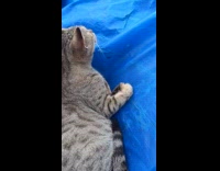 Collab PLC - Cat receives pet and scratch from filmer