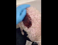 Dying white dog brown fail 