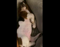 Collab BitchMP - Two dogs snoring while sleeping