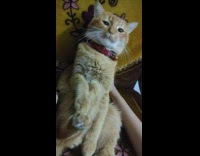 Orange cat sit arms between one leg