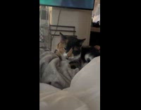 Pet calico cat knead on gray blanket