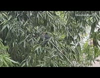 Two birds in tree ritual tribal dance 