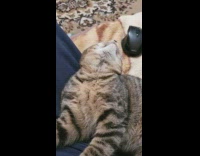 Cat on couch tries to stay awake 