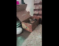 Collab BitchMP - Cat inside of fabfitfun box talking