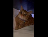 Orange cat with dilated eyes