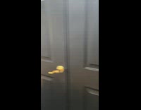 Collab BitchIG2 - Dog chases turkey away from house 