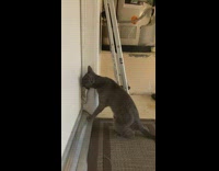 Grey cat plays with door stop 