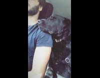 Dog sleeps on guys shoulder driving