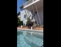 Dog walks with baby protects from falling