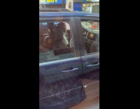 Submitter shows guy shaves beard while driving