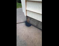 Pile of snow fleas on ground beside house