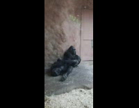 Gorilla lays next to glass 