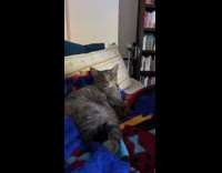  Zoom in cat on bed squint eye