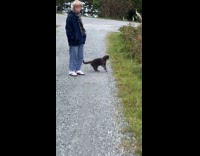 Gray stray cat dive to the grass