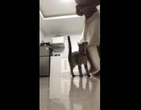 Collab PLC - Man taught cat shake hands before getting treat