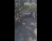 Woman films lamb falls sits on sheep