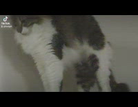 Fluffy cat responds to kissing noise 