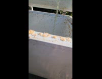 Men tries to clean freezer with maggots 