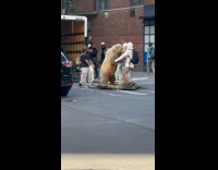 Statue of bear with man on street