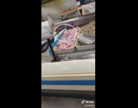 Collab VIBES - raw skinned frog moves around grocery store