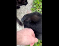 Cat headbutts another cat for attention