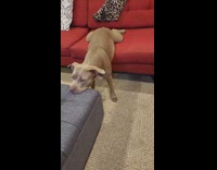 Pet dog head on the table and body on the couch