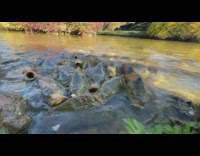 School of fish make slurp sound pond