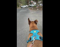 Brown dog with blue vest walking pov 