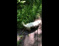 Dogs on walk plays on mud puddle pt 1