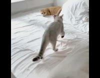 Brown cat rolls around white bedsheets bedroom