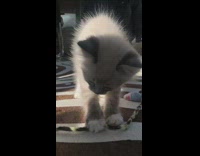Kitten plays black leopard string stick toy 