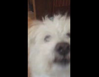 Dog growls at hooman asking for food 