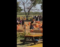 Woman black dress pumpkin head sit hay