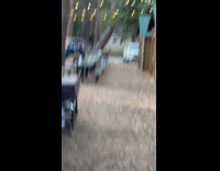 Bear steal bag and escape camp grounds