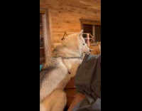 Husky dog gives side eye to owner