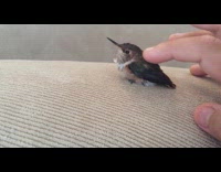 Girl strokes back small brown baby bird