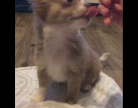 Collab Pets For All - Sit and Paw