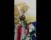 Orange cat watches tom and jerry phone