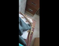 Two lizard bite mouth of each other 