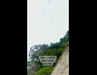 Bird flies attacks woman approaching its nest