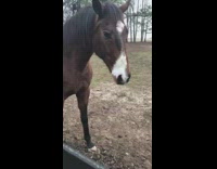 Horse shakes its lips to show that it's hungry for food