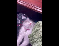 Fluffy cat falls asleep on owner lap