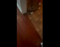 Dog makes mess and responds with snore